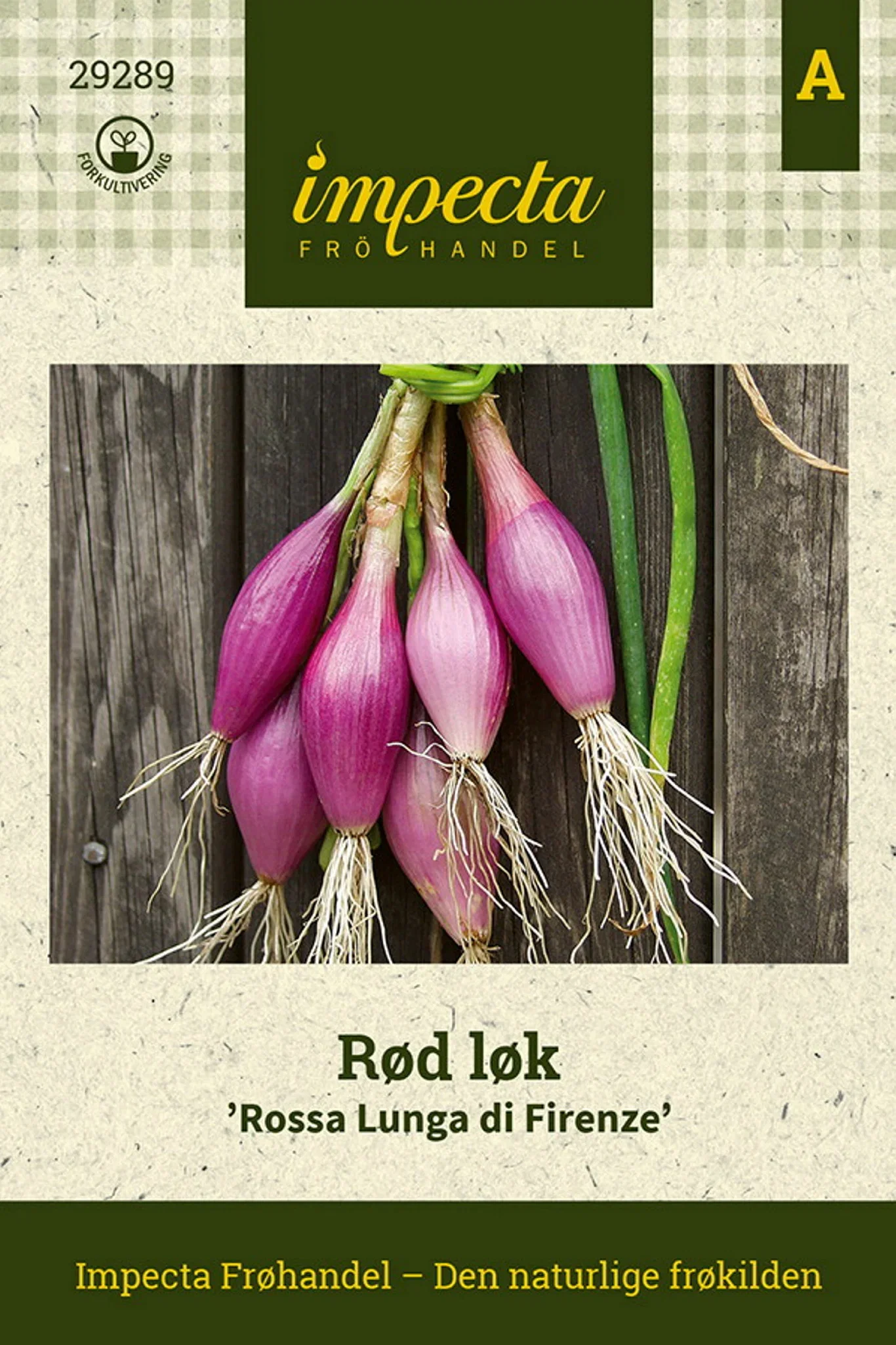 Allium cepa 'Rossa Lunga di Firenze' Rød Løk 'Rossa Lunga di Firenze'
