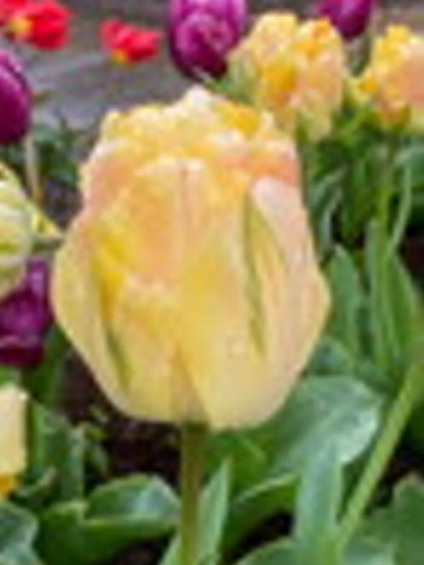 Tulipa gesneriana (Late double flowering Group) 'Akebono' Tulipan 'Akebono'