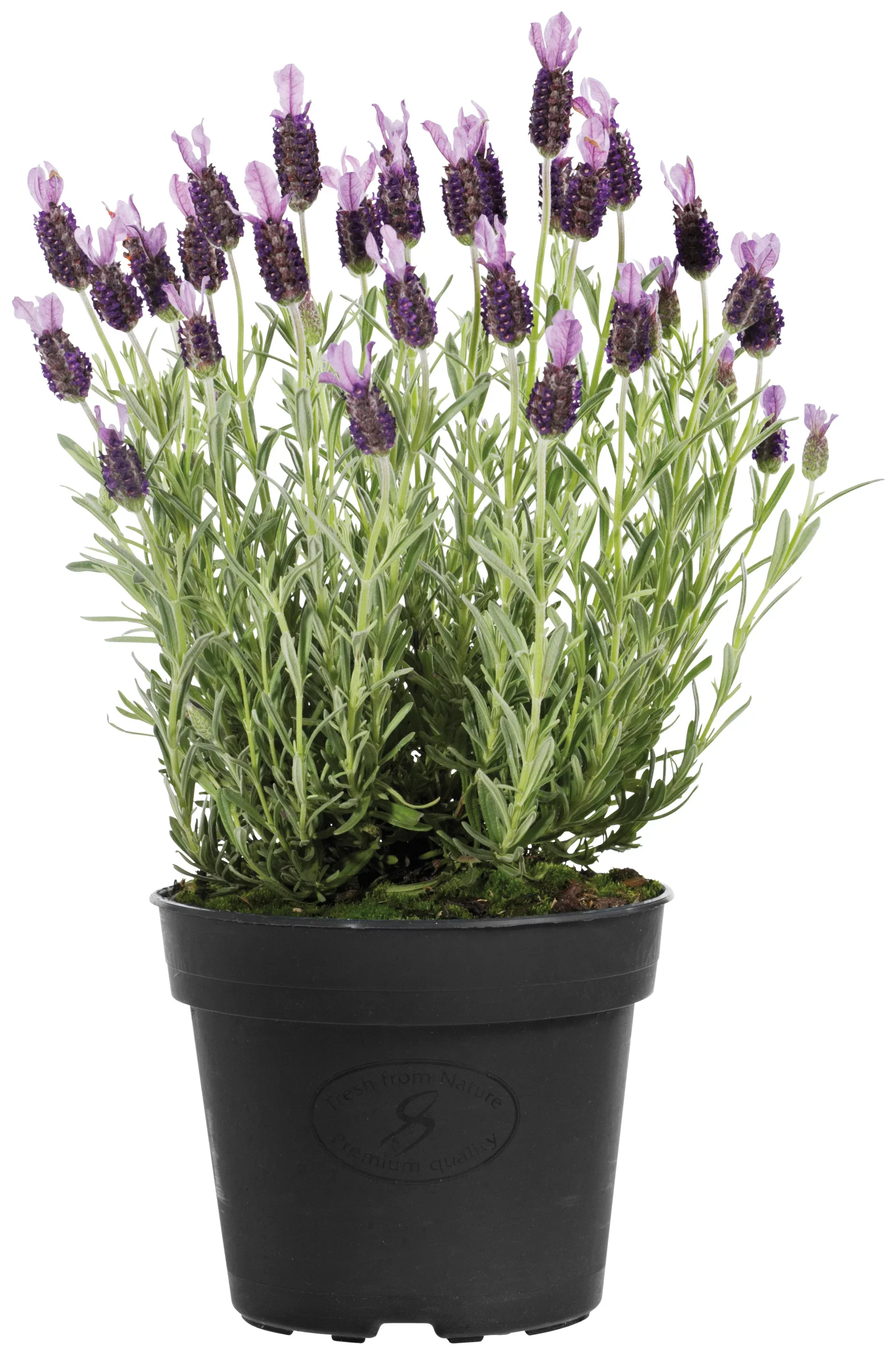 Lavandula stoechas Sommerfugllavendel Ø15 cm