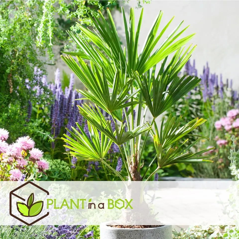 Chinese Waaierpalm - Trachycarpus Fortunei - Hoogte 35-45cm - ⌀15cm