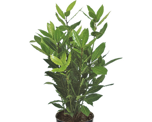 Laurier FloraSelf Laurus nobilis H 10-20 cm Ø 12 cm