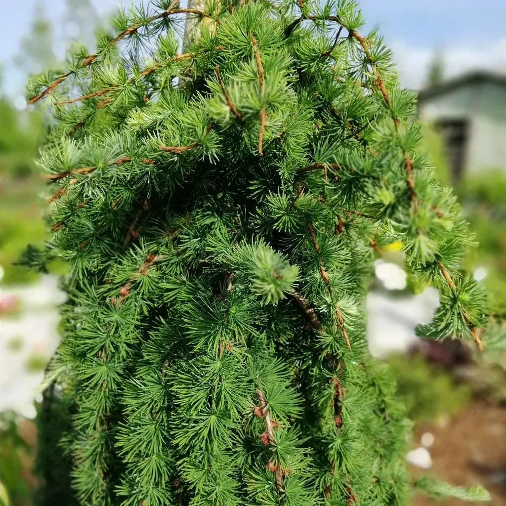Larix kaempferi 'Stiff Weeper' Japansk hengelerk 'Stiff Weeper', oppstammet Høyde 200 cm