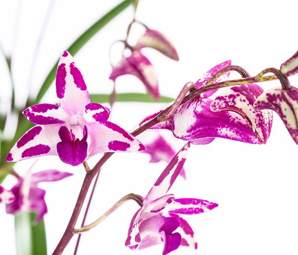 Duft-Traubenorchidee - Dendrobium kingianum
