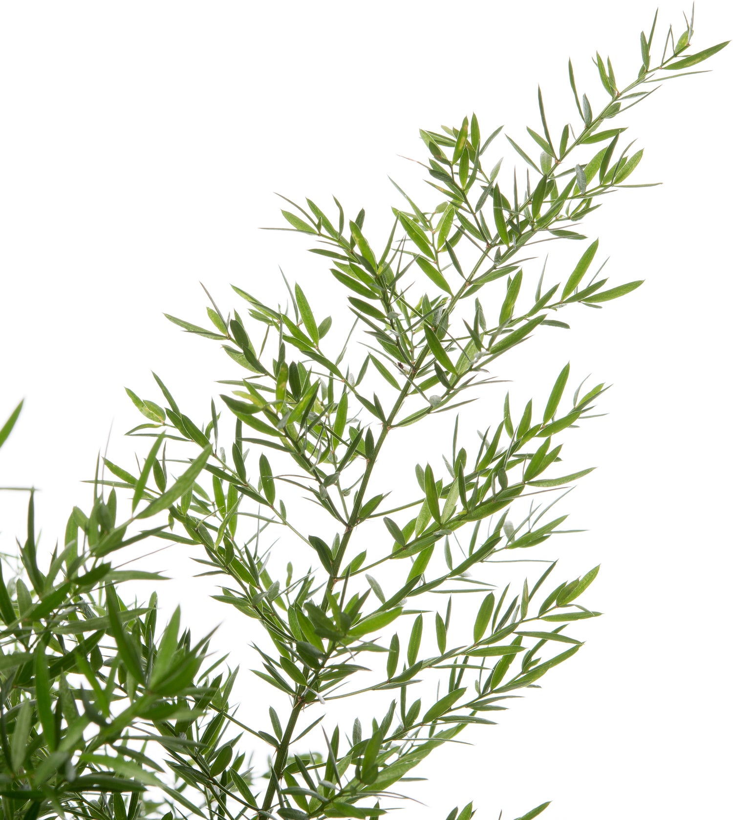Sierasperge (Asparagus densiflorus 'Cwebe') D 17 H 35 cm