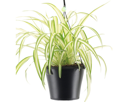 Spinnenplant hangmand FloraSelf Chlorophytum comosum 'Bonnie' als set, hoogte inclusief pot 40-50 cm, potdiameter 17 cm