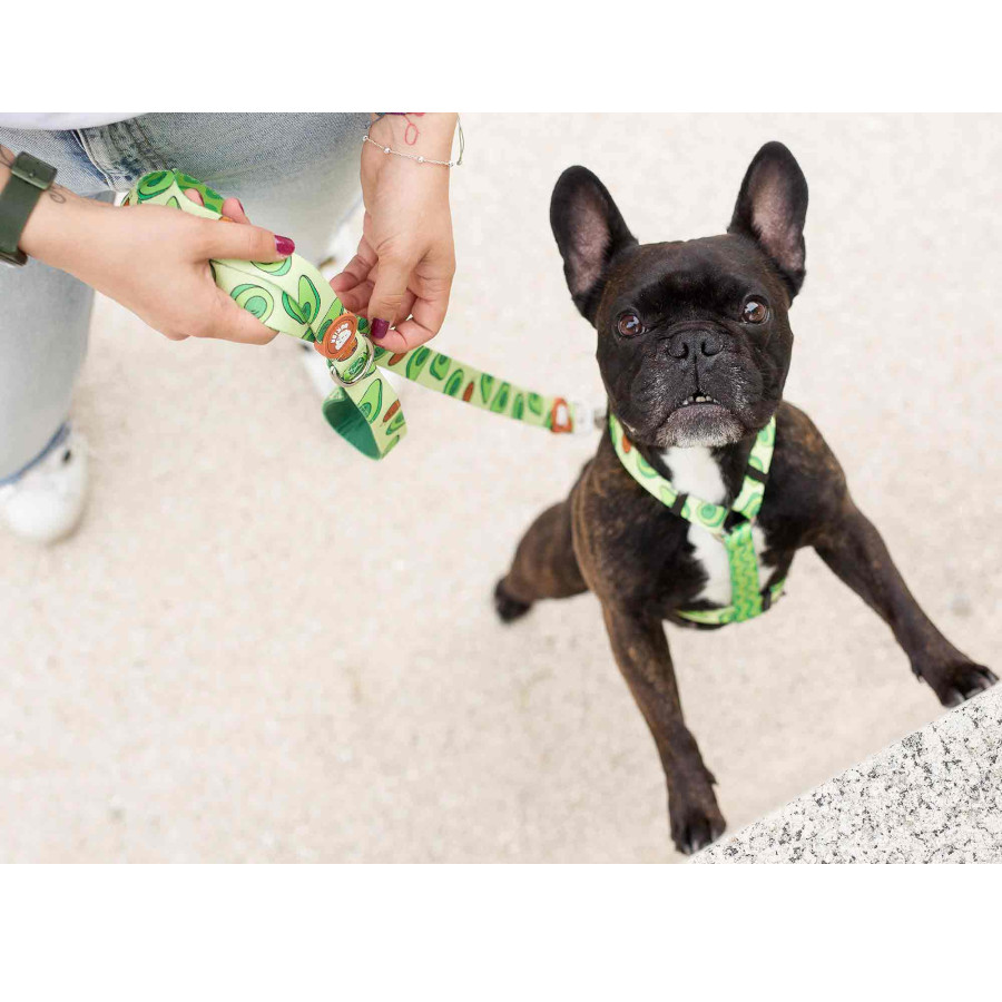 Coleira Dukier Classic com Estampa de Abacate para Cães
