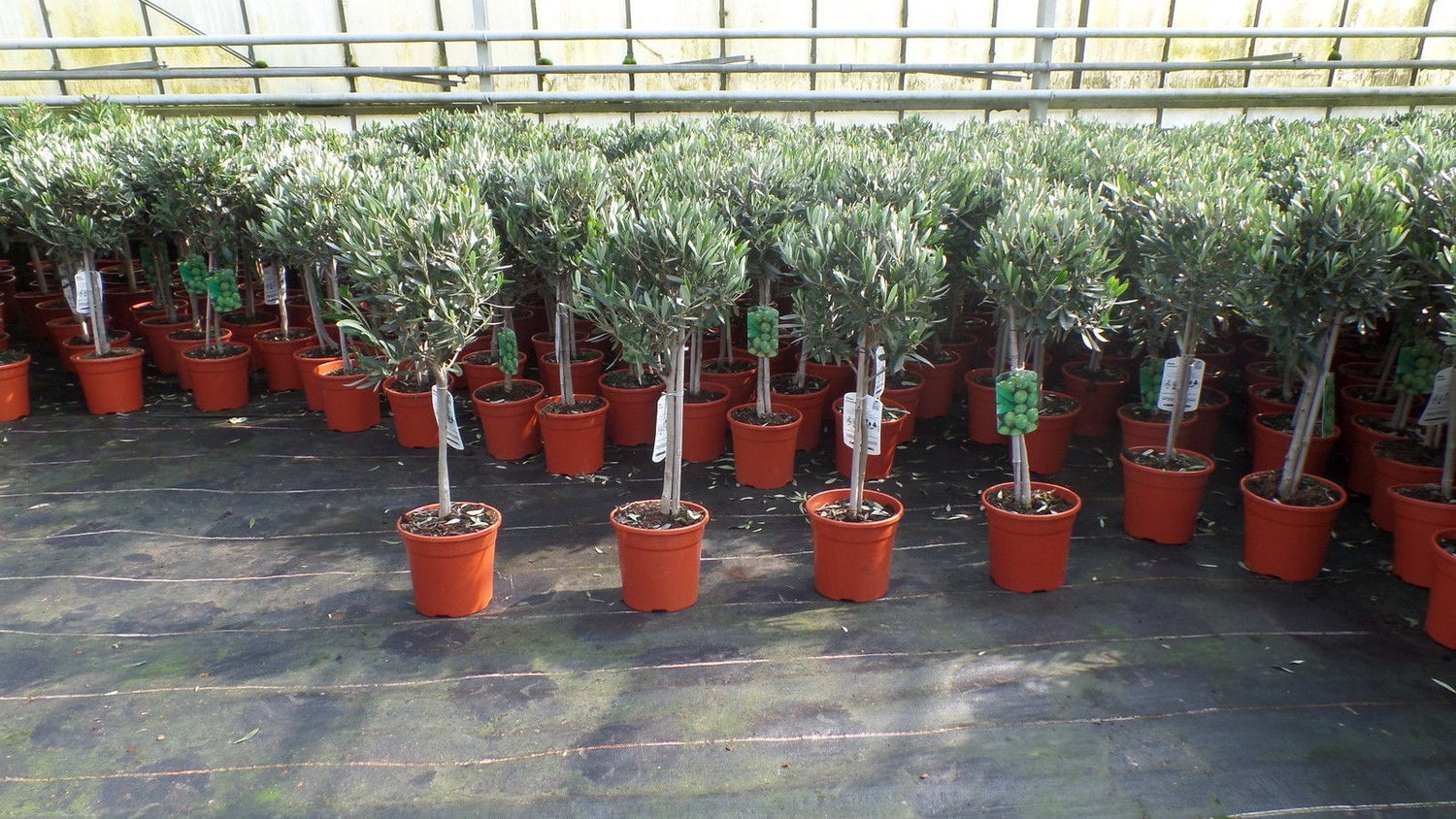 Olijfboomstam, 80-100 cm hoog, beste kwaliteit, Olea Europaea