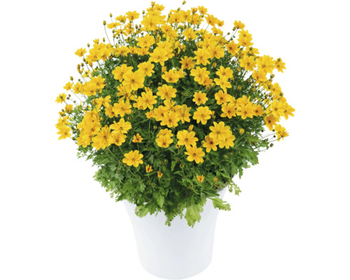 Bidens, Zweizahn, Goldmarie FloraSelf Bidens 'Golden Empire' Ø 12 cm pot