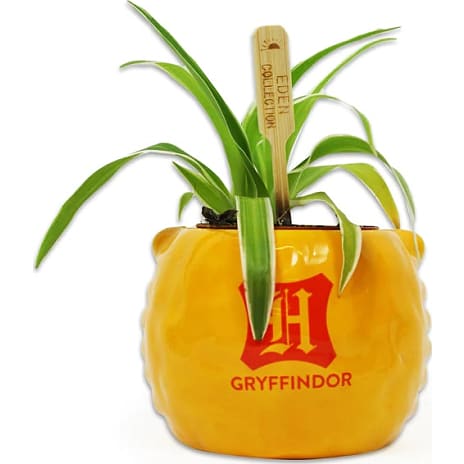 Half Moon Bay Harry Potter plantepotte - Gryffindor