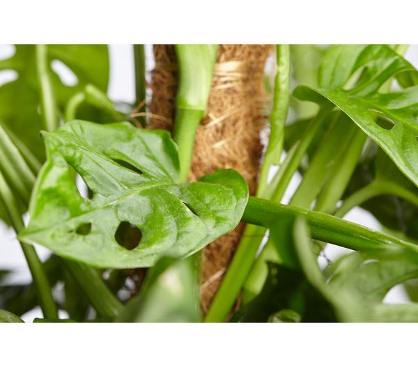 Fensterblatt - Monstera adansonii