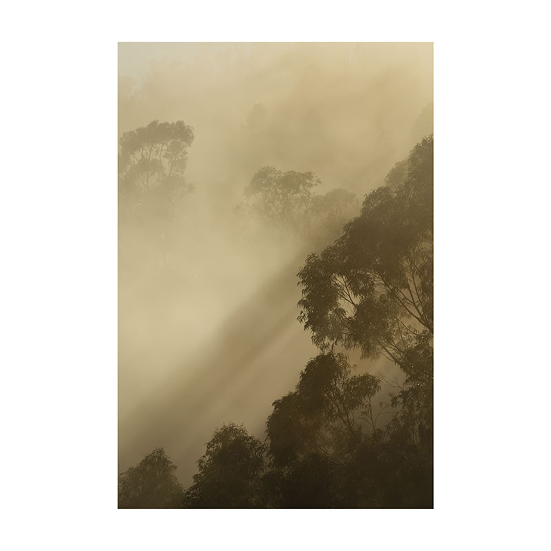 Wandbild GOLDEN LIGHT - 50x70 cm