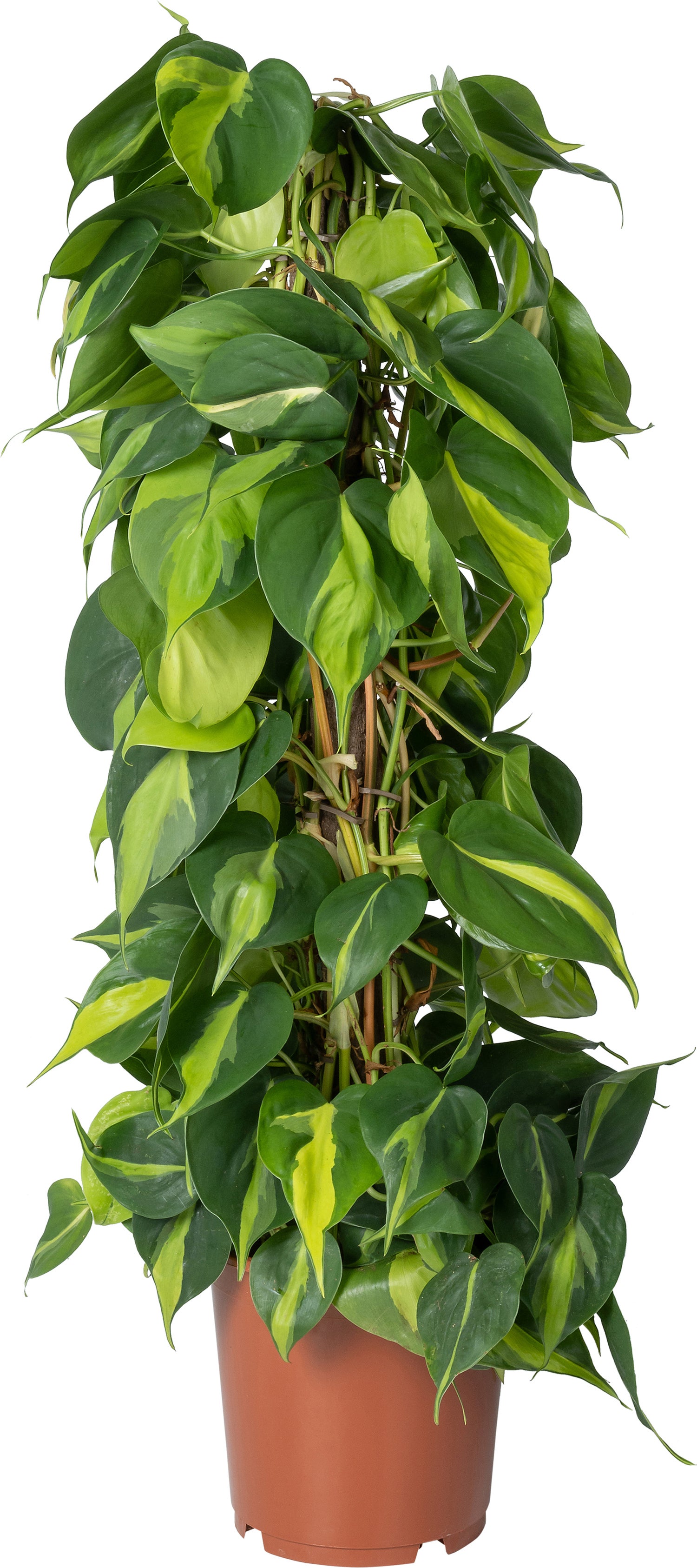 Philodendron op duurzame klimstok (Philodendron scandens 'Brasil') D 19 H 80 cm