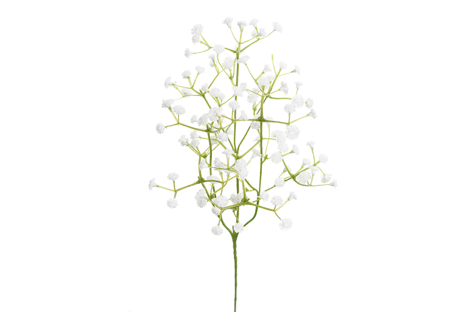 Brudeslør stilkblomst Hvit. H50 cm