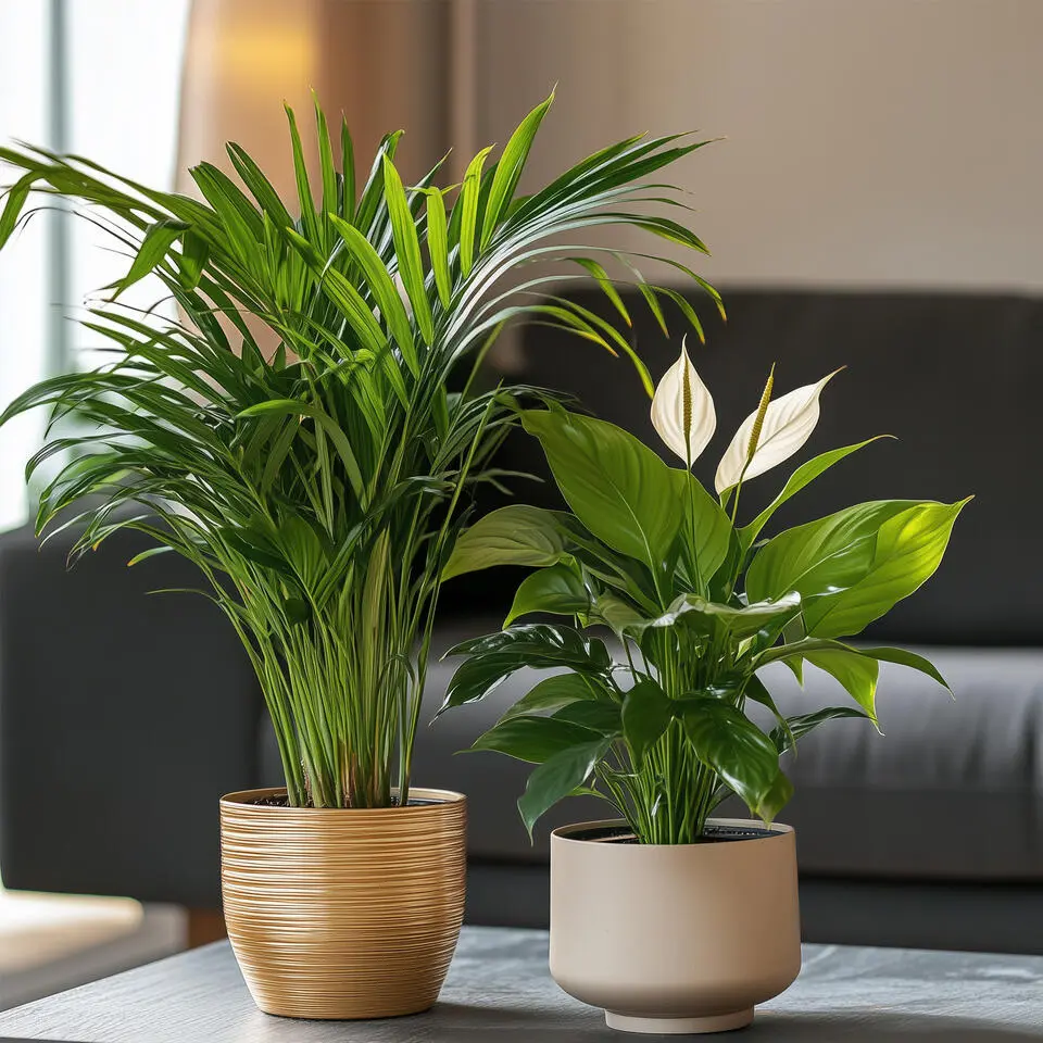 Groen Duo - Set van 2 - Spathiphyllum, Dypsis lutescens - Hoogte 60-75cm - ⌀17cm