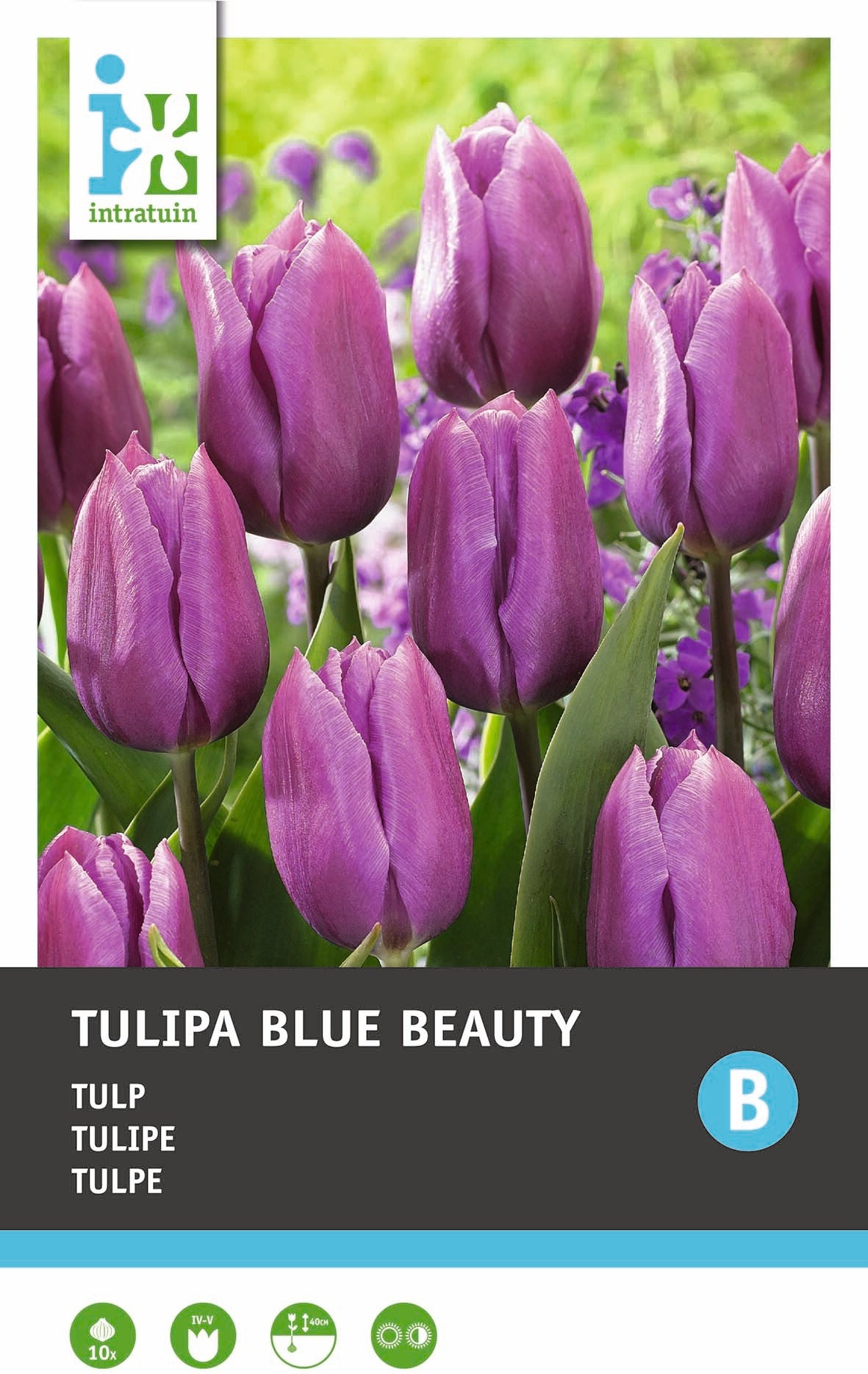 Intratuin bloembollen Tulp (Tulipa 'Blue Beauty')10 stuks