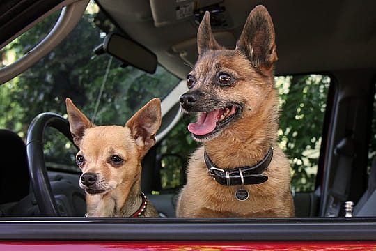 Spotted! Pro Tag | Dog Cat - Small | 11327.1