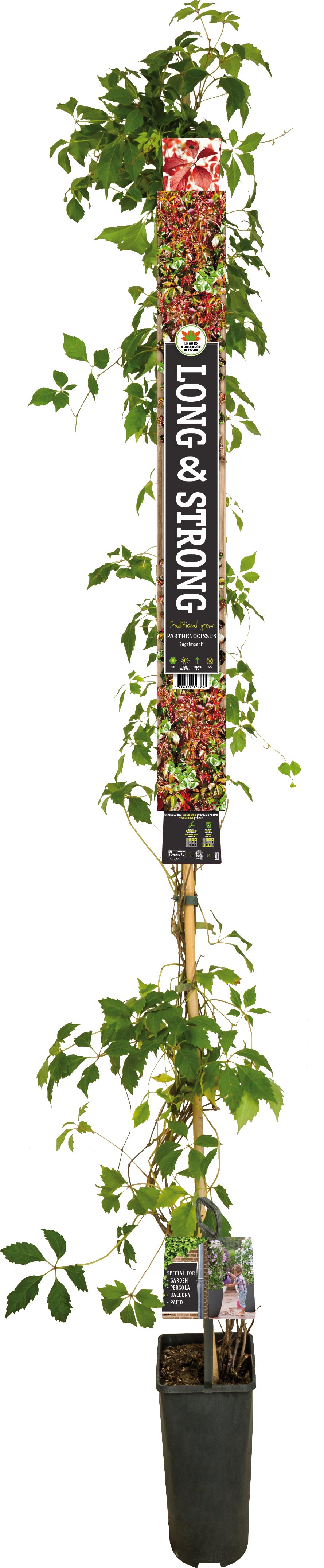 Wilde Wingerd (Parthenocissus 'Engelmannii') D 23 H 210 cm