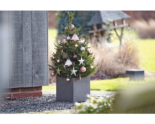 Spar 'Little Santa' - R - H 50-60 cm Co 5 L Mini kerstboom geschikt om te planten