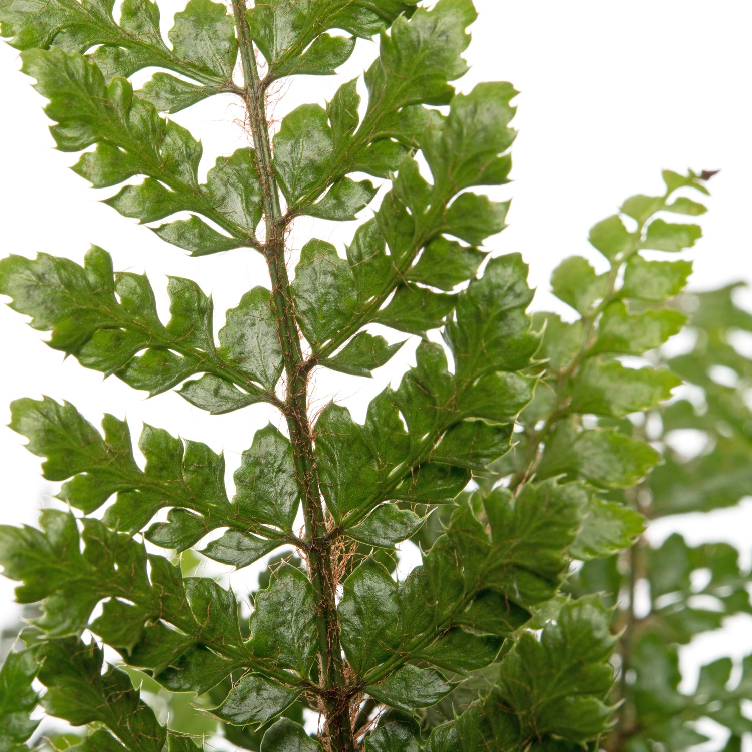 Mannetjesvaren (Dryopteris affinis) D 17 H 35 cm