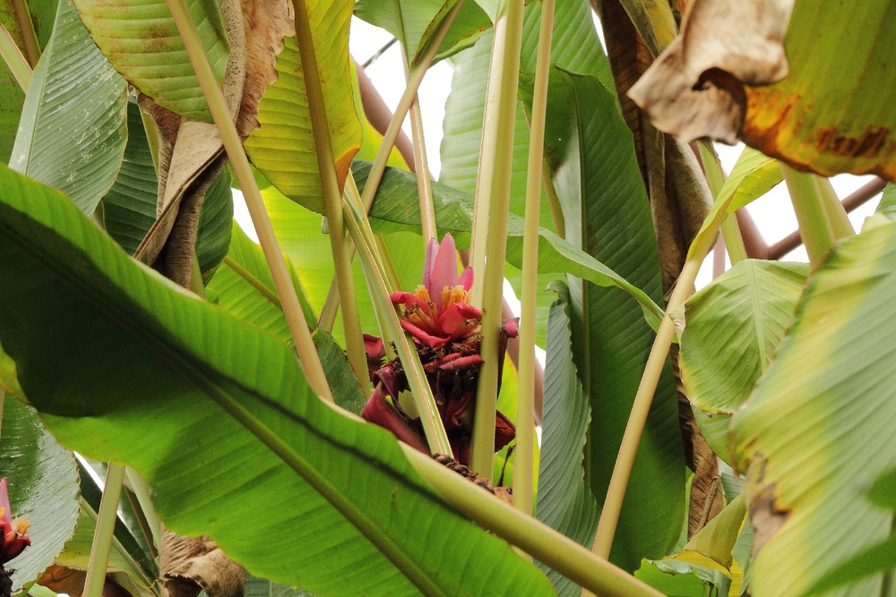 Bananier à fleurs - 8 graines - musa velutina