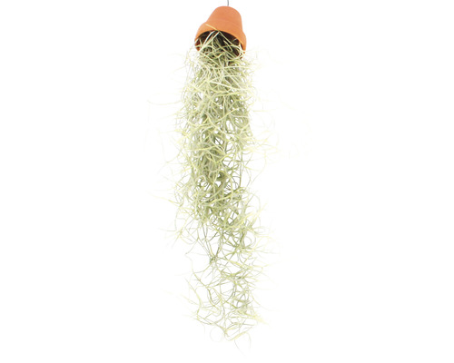 Tillandsia, Louisiana mos hangmand FloraSelf Tillandsia usneoides FloraSelf H 30-50 cm