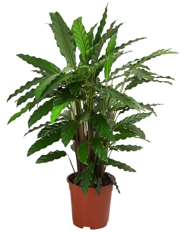 Korbmarante - Calathea 'Tropistar'