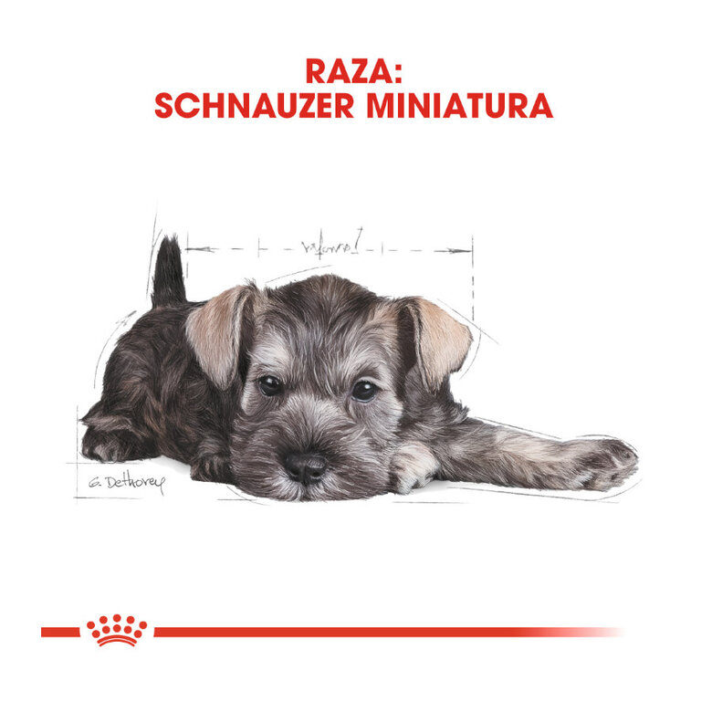 Ração Royal Canin para filhotes de Schnauzer Miniatura