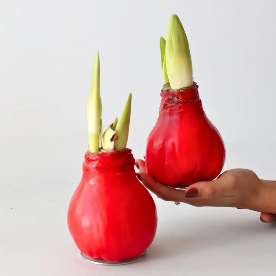 Amaryllis - Hippeastrum 'Wax Red' - Bloembol - Rood