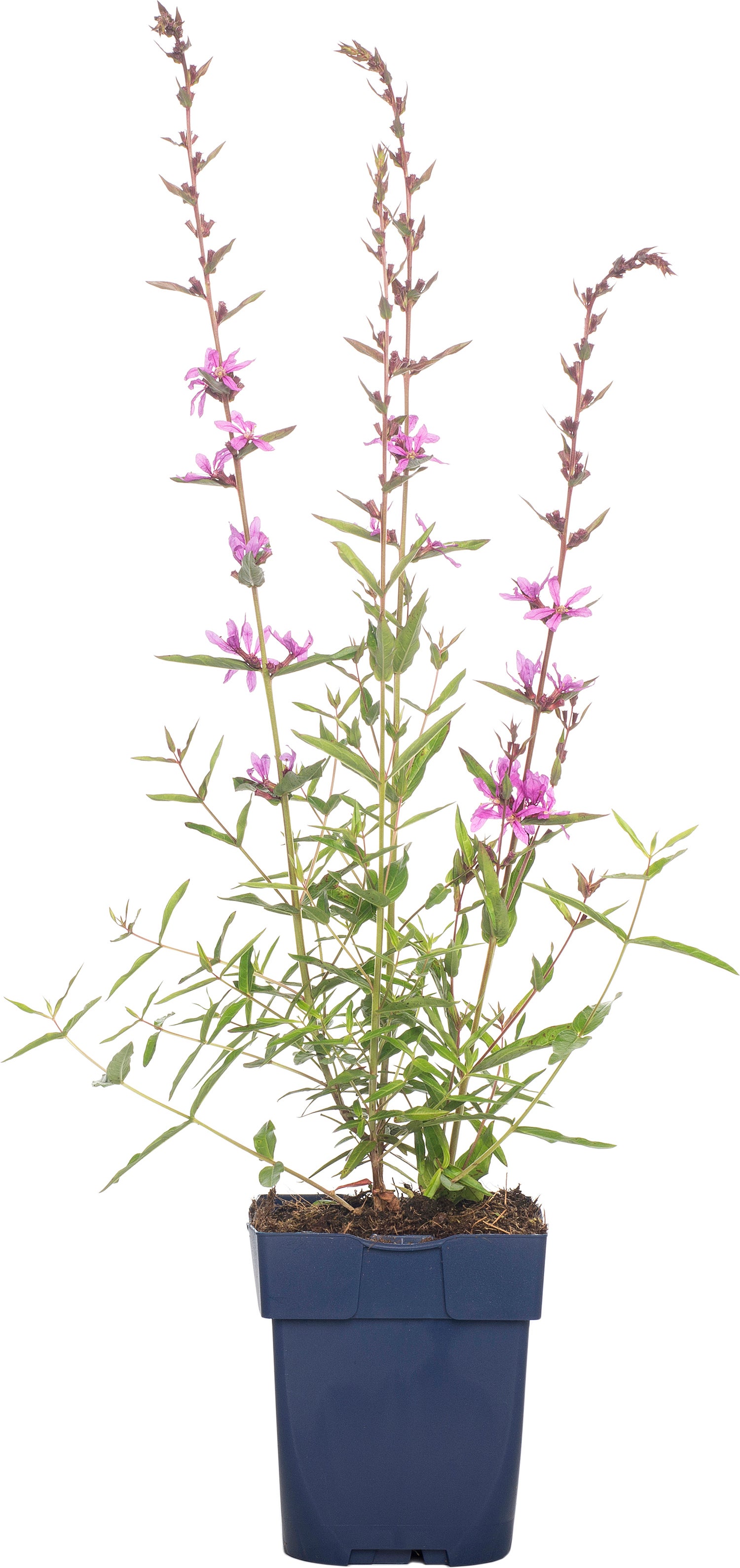 Grote Kattenstaart (Lythrum salicaria 'Dropmore Purple') D 11 H 90 cm