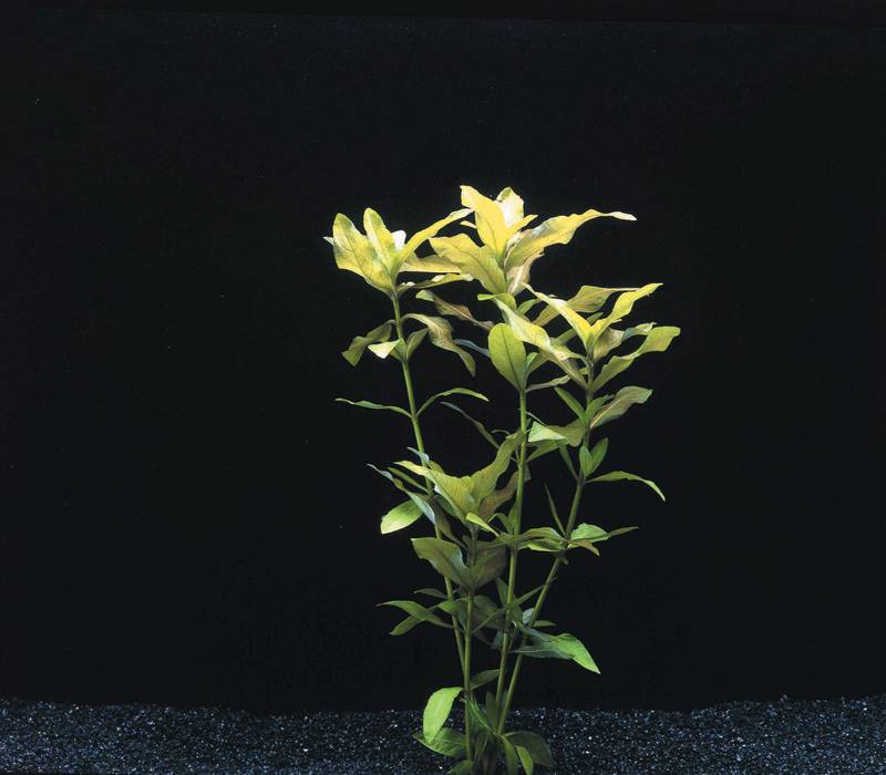 Waterpant Hygrophila Polysperma in 5cm Pot Aquariumplant