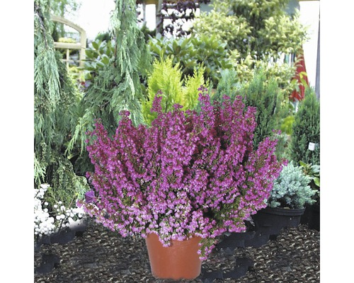 Klokheide FloraSelf Erica gracilis Ø 11 cm pot willekeurige variëteitselectie