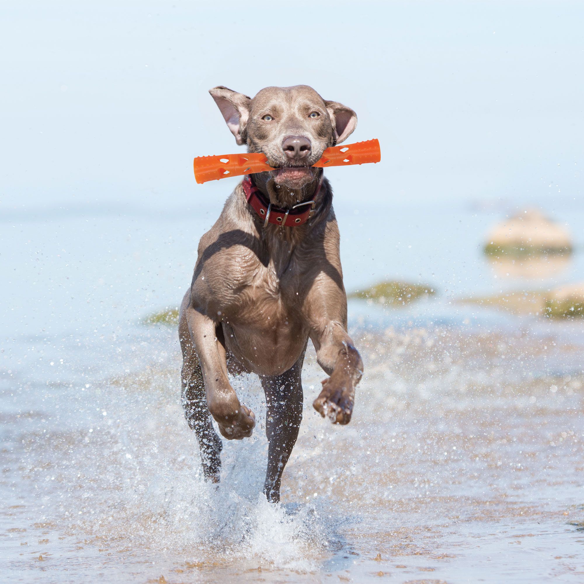 ChuckIt Breath Right Fetch Stick - Hundespielzeug - leicht und flexibel