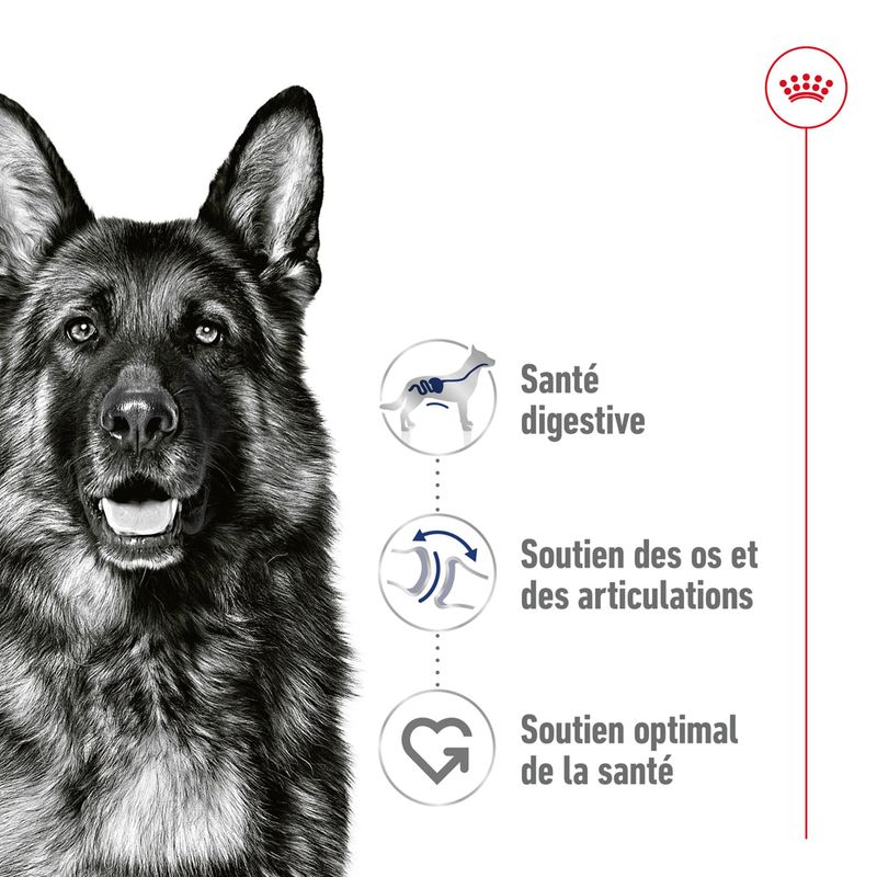 Royal Canin Maxi Adult en sauce