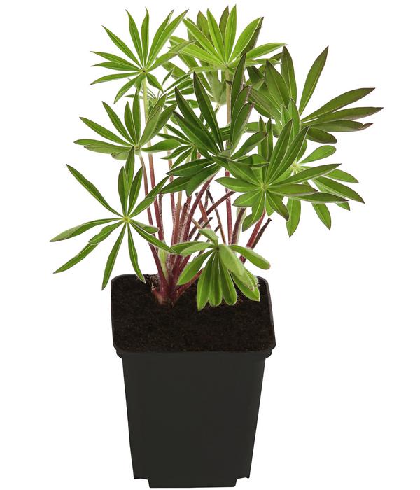 Bio Lupine, rosa