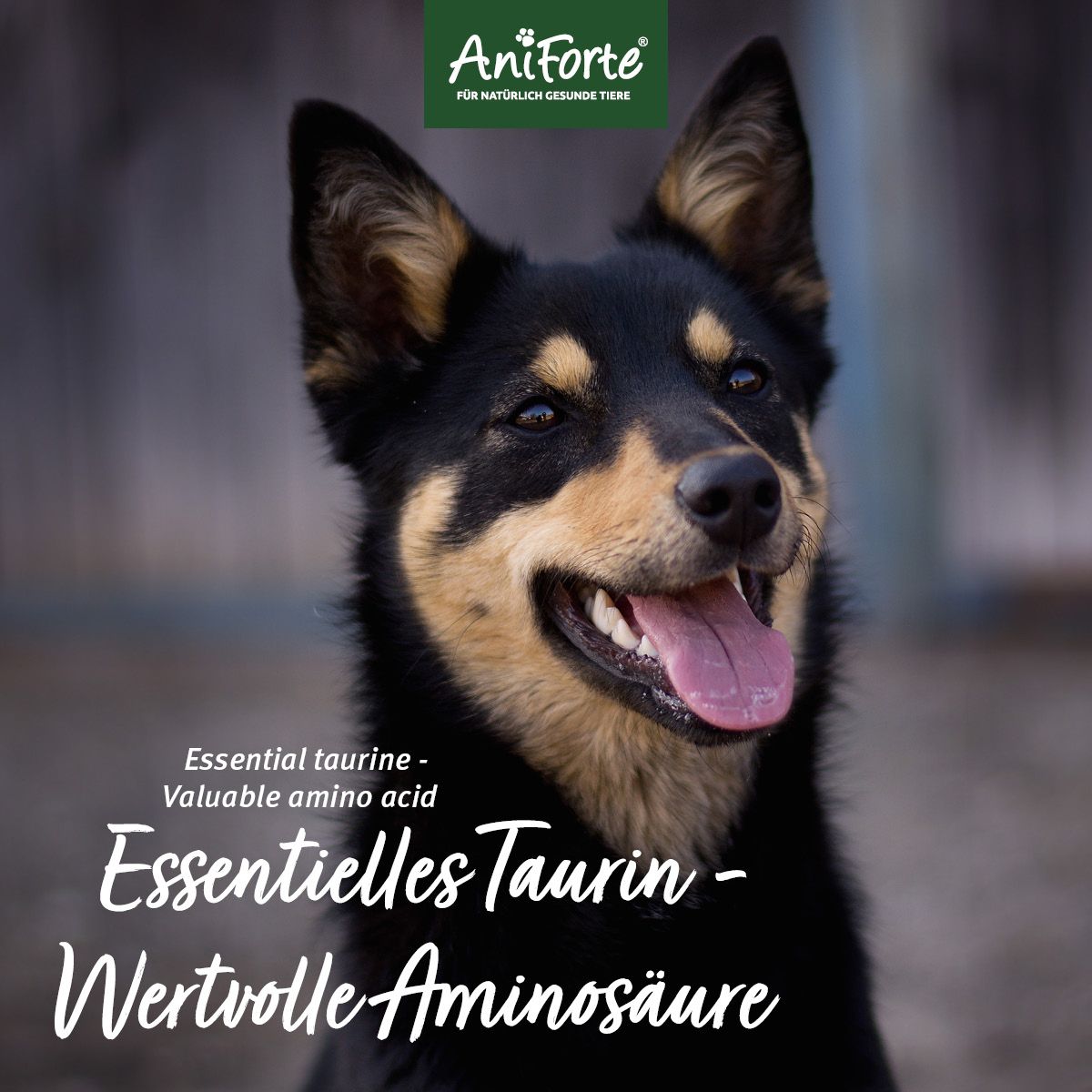 AniForte Taurin für Hunde