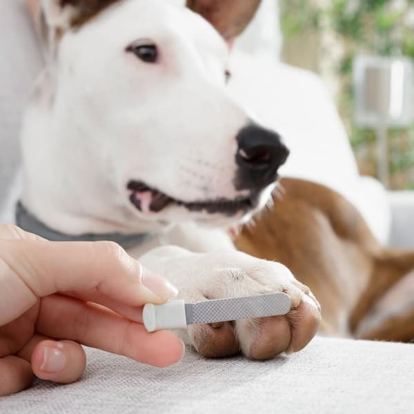 Kloklipper med LED-lys for hund og katt
