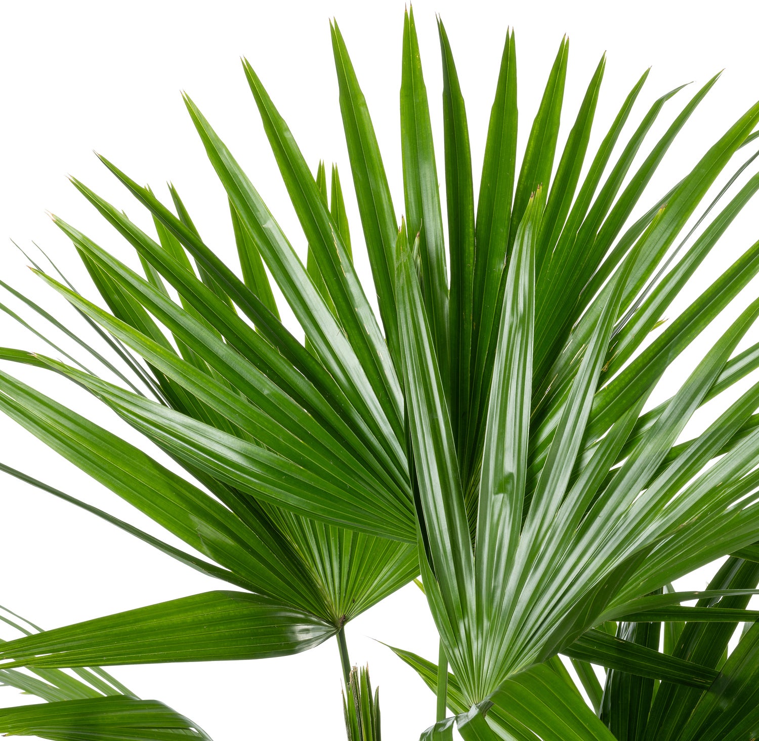 Chinese schermpalm (Livistona chinensis) D 24 H 90 cm