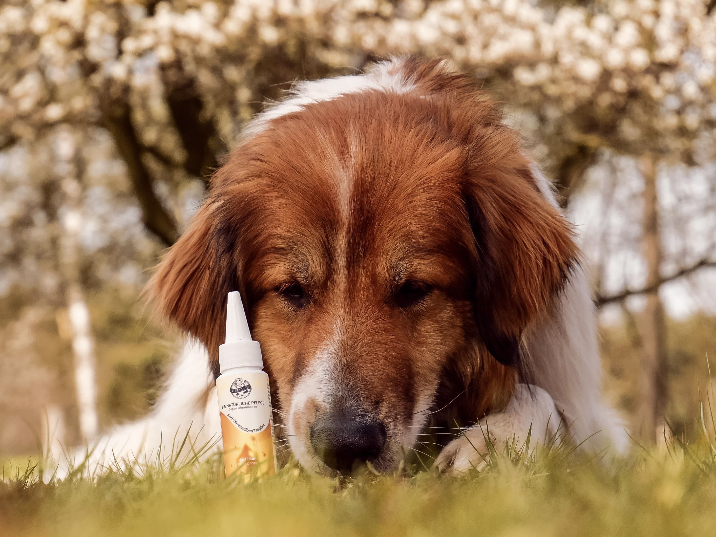Bellfor Ohrmilben Tropfen natürlich für Hunde