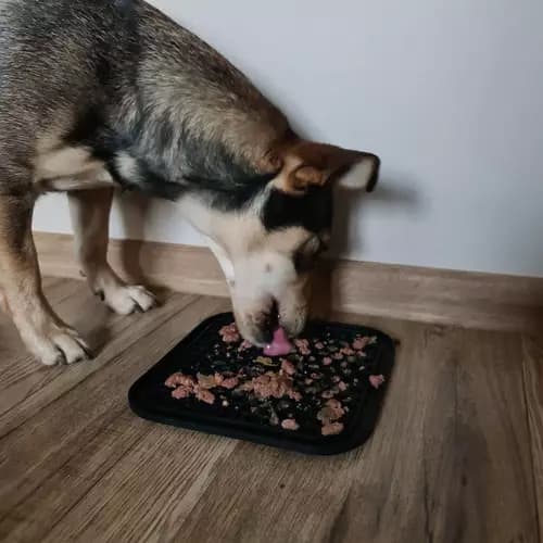 Slow Feeder Bricka för Hund & Katt - Ät långsammare