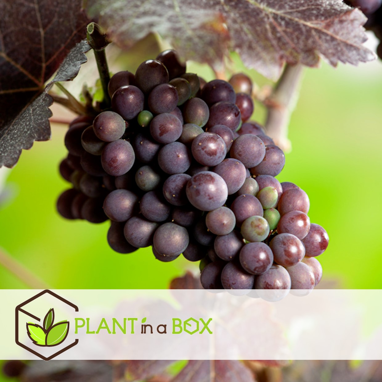 Plants de raisin - set de 3 - vitis vinifera - bleu - pot 9cm - hauteur 25-40cm