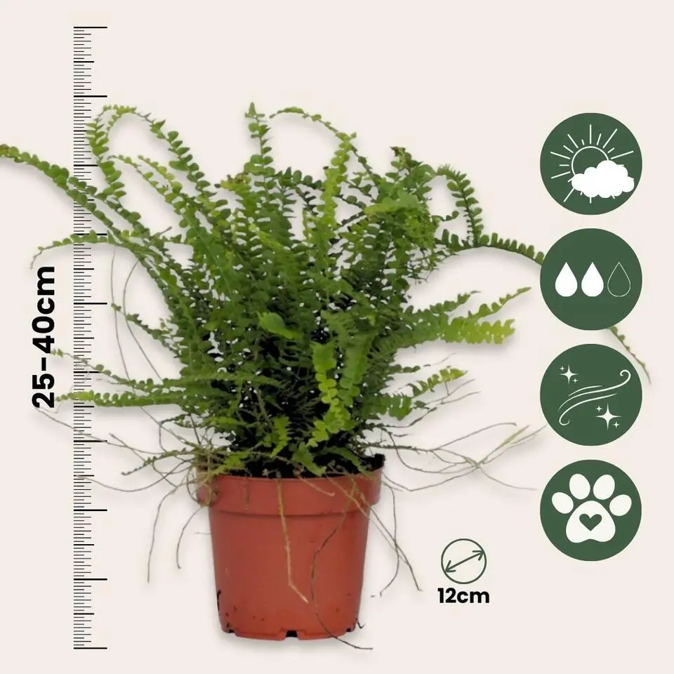 Krulvaren - Nephrolepis 'Duffii' - Hoogte 25-40cm - ⌀12cm