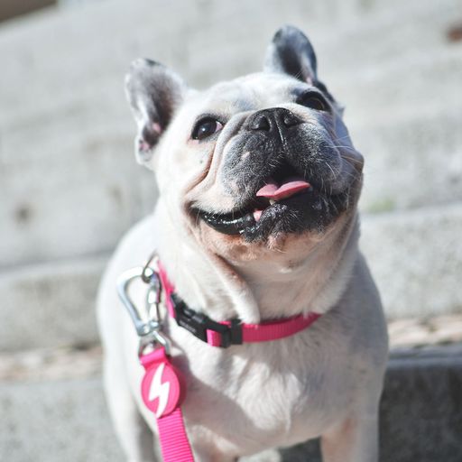Coleira rosa de nylon para cães