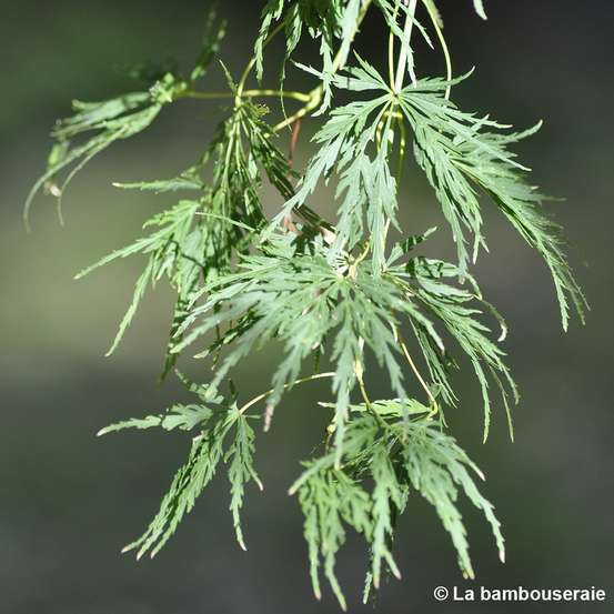Acer palmatum 'Viridis' Dissectum C3L h.40/60cm