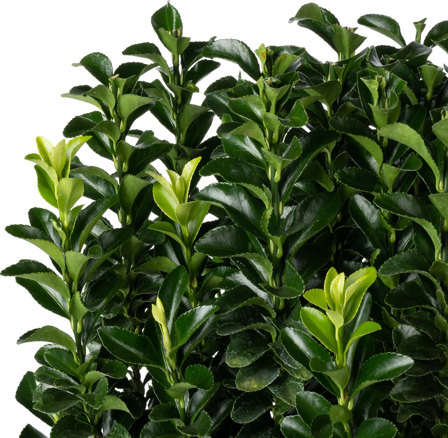 Japanse Kardinaalsmuts (Euonymus japonica 'Paloma Blanca') D 23 H 50 cm
