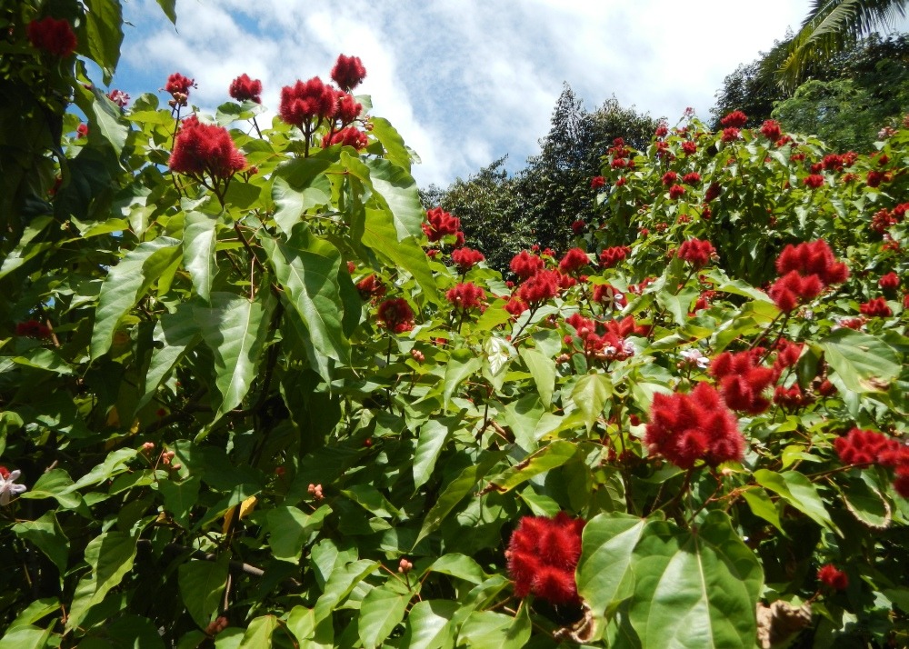 Arbre rouge à lèvre - 20 graines - avec substrat - bixa orellena