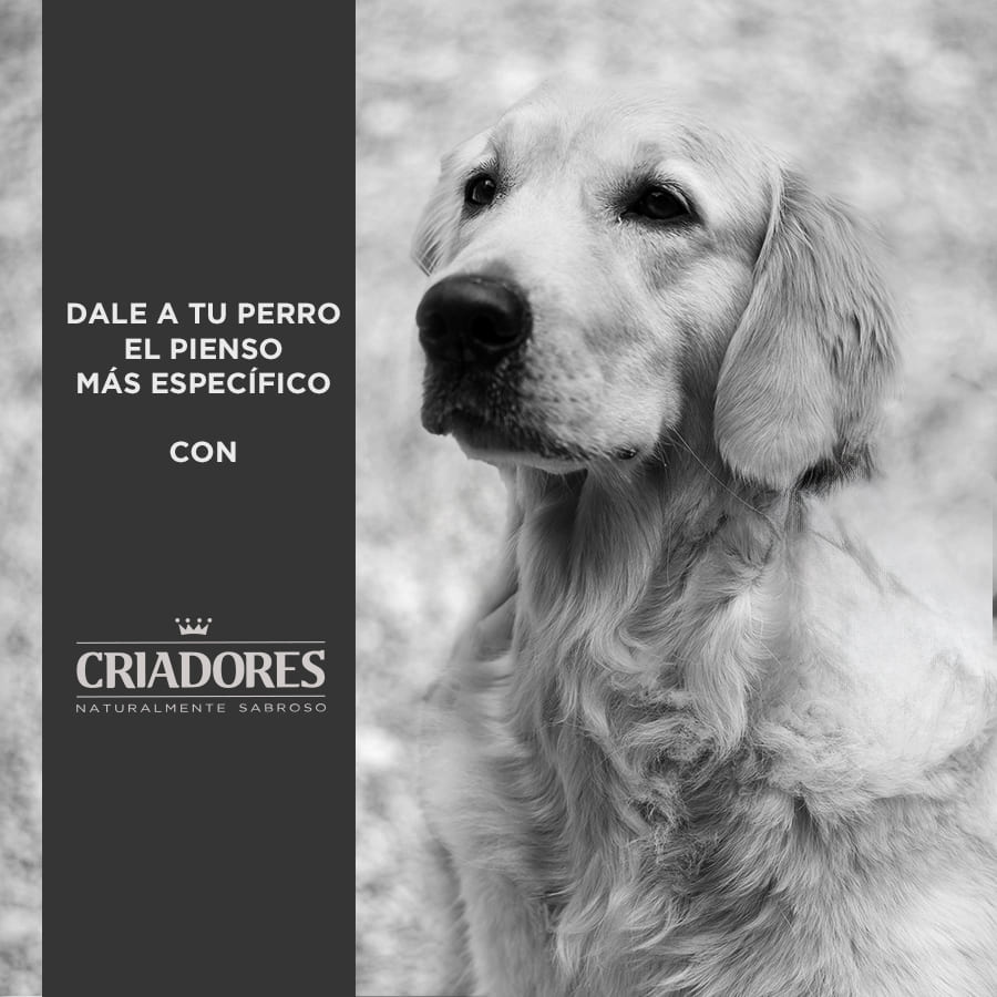 Ração Breeders Senior com Frango e Arroz para cães de porte médio e grande.