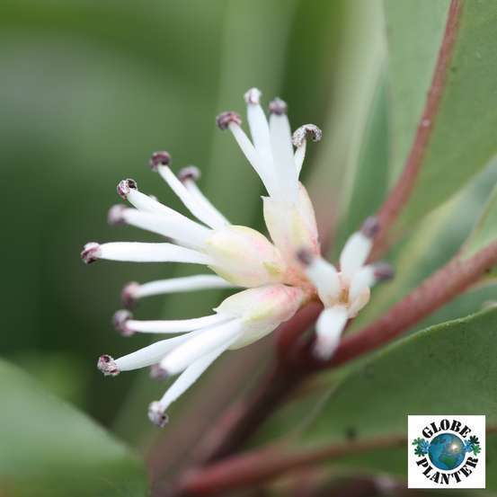 Sarcococca hybride 'Winter Gem' : conteneur 4 litres