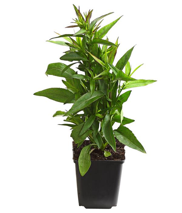 Bio Kissen-Aster 'Jenny'