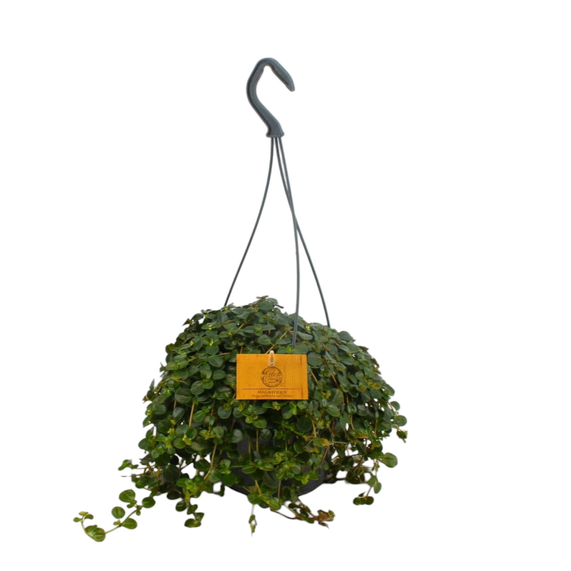 Plante d'intérieur - pilea depressa sao paulo 25.0cm