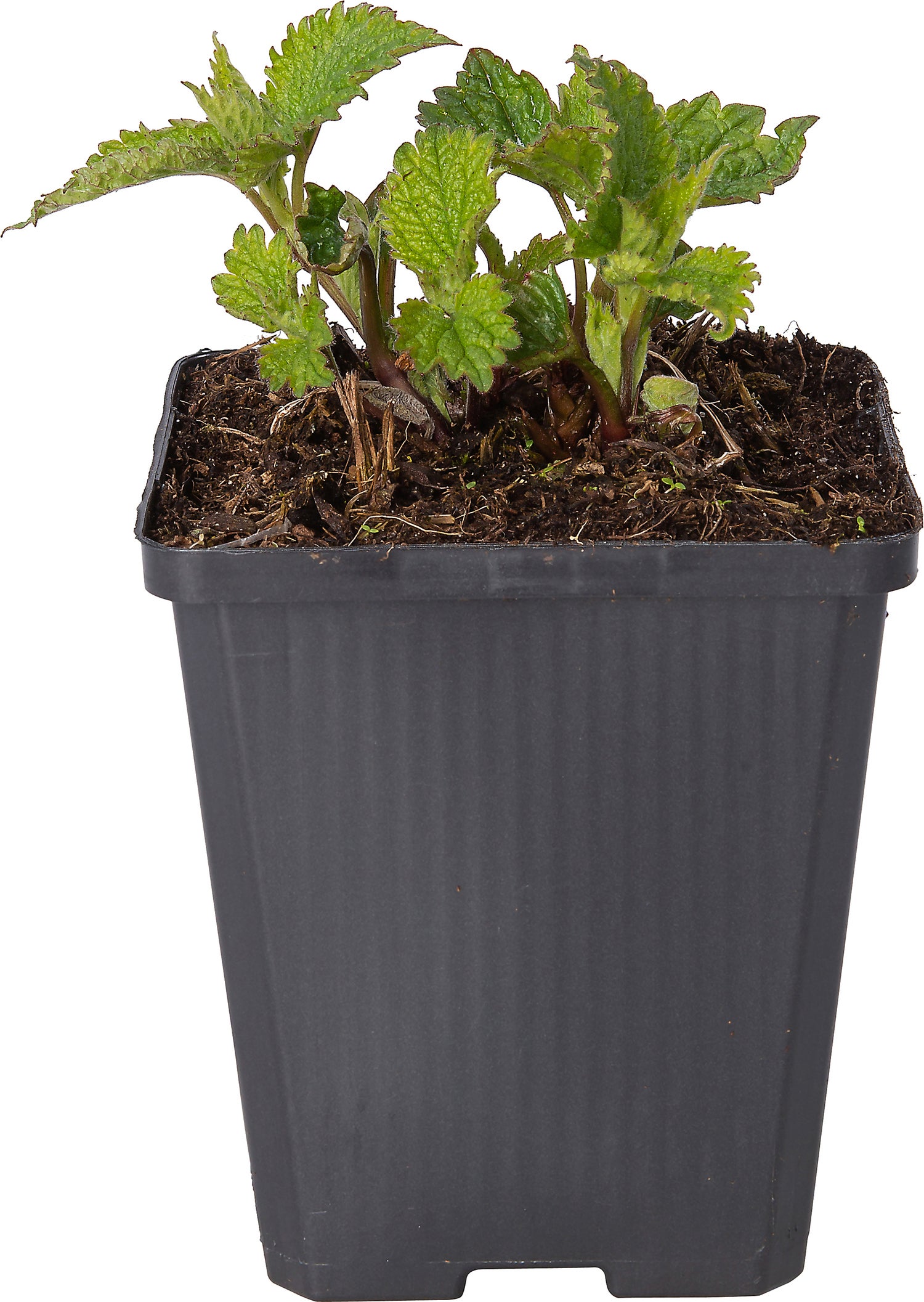 Dovenetel (Lamium orvala) D 9 H 10 cm